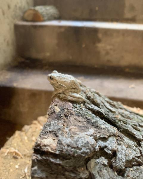 Morning visitor on my log pile.